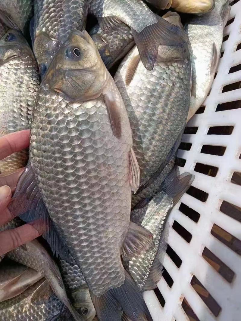 中科三号【麻鲫】各种鱼苗成品鱼养殖场直发欢迎咨询