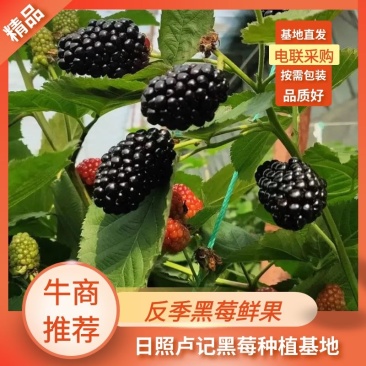 反季黑莓鲜果一手货源可对接全国采购商量大从优电联