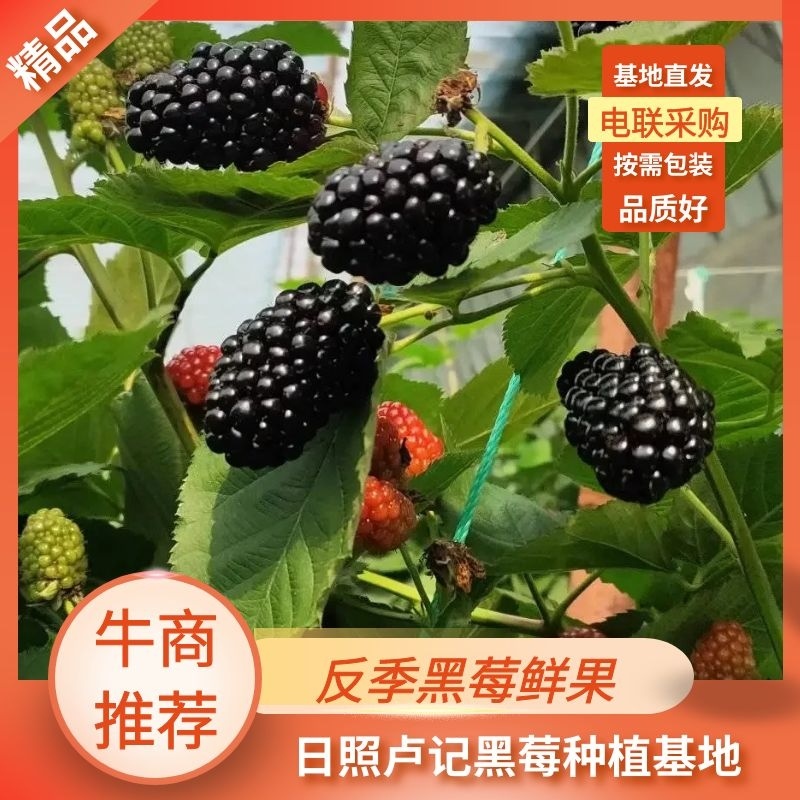 反季黑莓鲜果一手货源可对接全国采购商量大从优电联