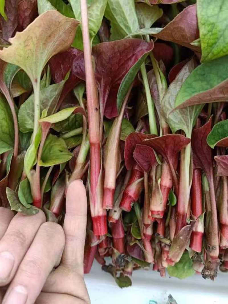 精品鱼腥草叶子/鱼腥草嫩芽/鱼腥草根子一手货源