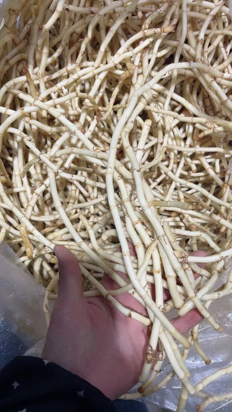 精品鱼腥草叶子/鱼腥草嫩芽/鱼腥草根子一手货源