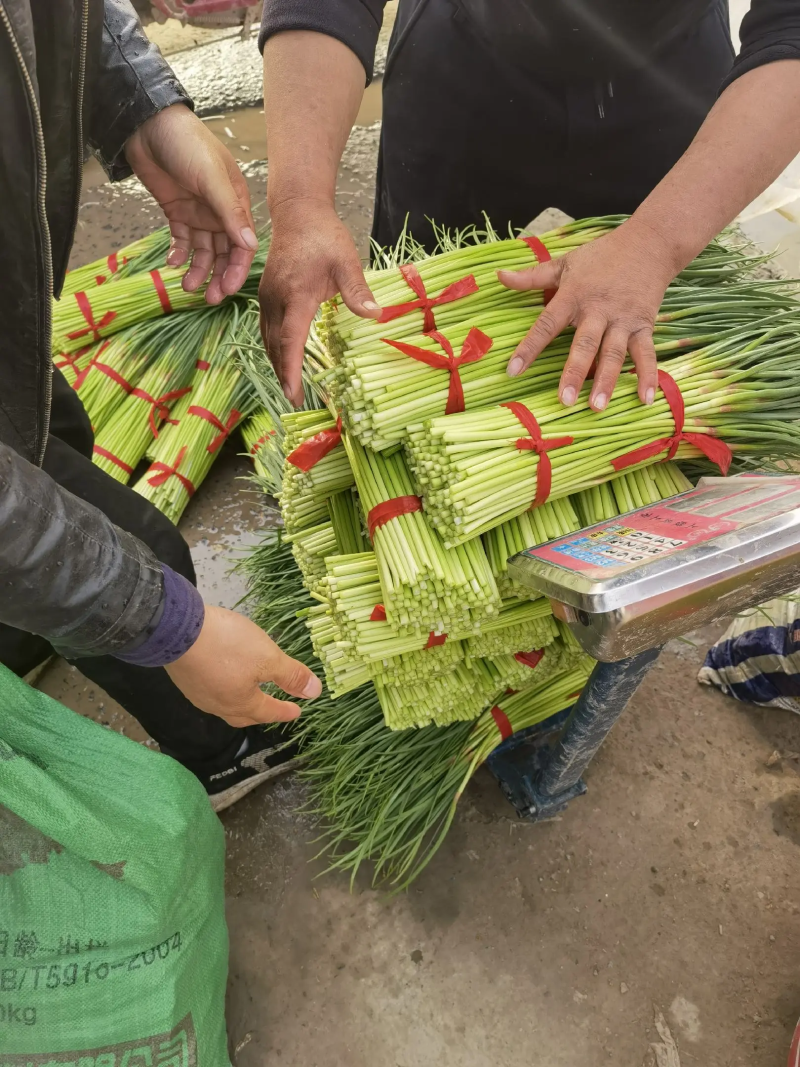 河南开封红帽蒜薹大量上市产地直发一手货源全国发货！