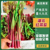 【荐】红菜苔湖北红菜苔新鲜上市量大价优支持视频看货