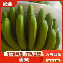 香蕉云南高原山地蕉货源充足可稳定供货对接全国市场