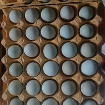 【无添加剂】天泽农场绿壳蛋可零售可批发欢迎参加养殖基地