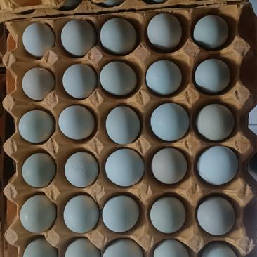 【无添加剂】天泽农场绿壳蛋可零售可批发欢迎参加养殖基地