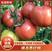 精品西红柿大量上市诚信经营一手货源品质保证欢迎来电！