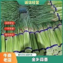 【金乡红帽蒜薹】，新鲜上市，实力配资，代发全国市场欢迎