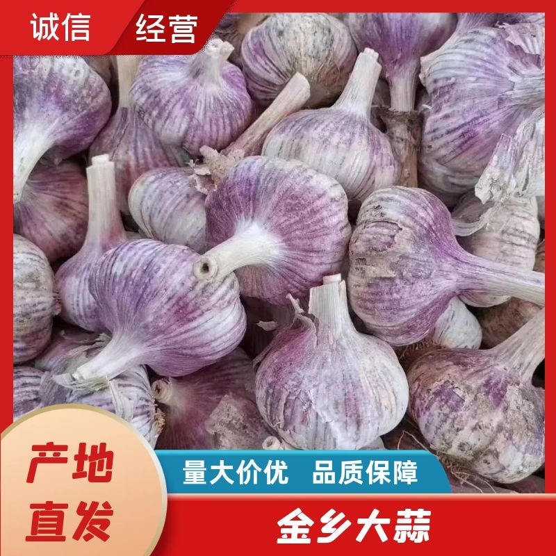 【金乡大蒜】精品大蒜产地直供大量从优欢迎致电