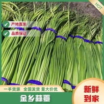 【精品】金乡蒜薹，大量上市代发全国各大市场，供应全国