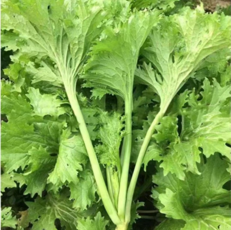 美味香芥饺子菜种子营养美味有苦味品质好适应性广优质良种