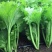 美味香芥饺子菜种子营养美味有苦味品质好适应性广优质良种