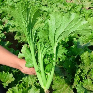 美味香芥饺子菜种子营养美味有苦味品质好适应性广优质良种