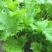 美味香芥饺子菜种子营养美味有苦味品质好适应性广优质良种