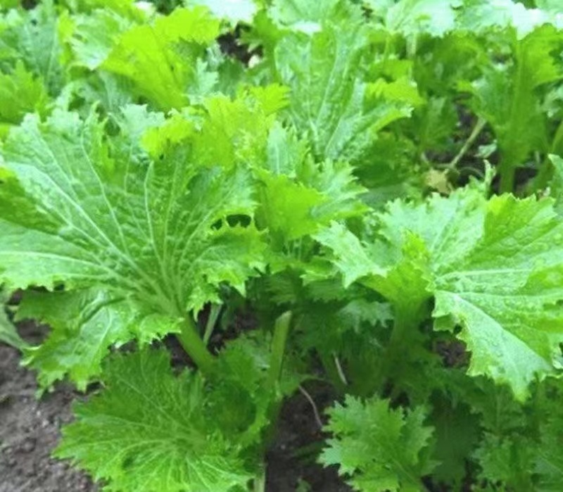 美味香芥饺子菜种子营养美味有苦味品质好适应性广优质良种