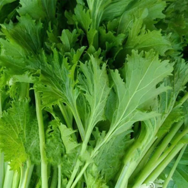 美味香芥饺子菜种子营养美味有苦味品质好适应性广优质良种