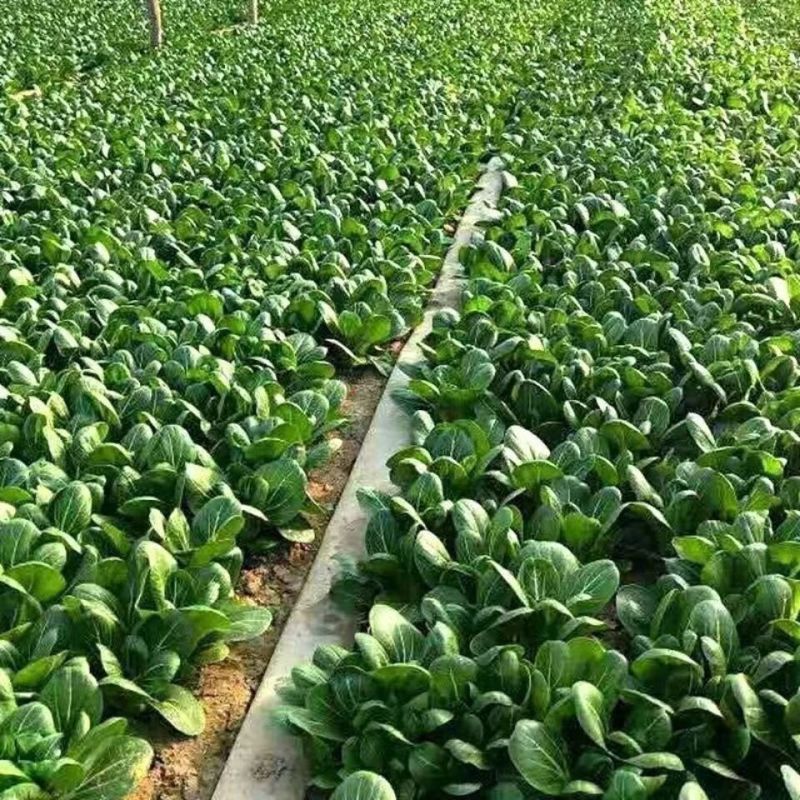 奶香肉肉菜白菜种子生长快品质好抗热耐寒耐肥适应性广