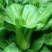 奶香肉肉菜白菜种子生长快品质好抗热耐寒耐肥适应性广