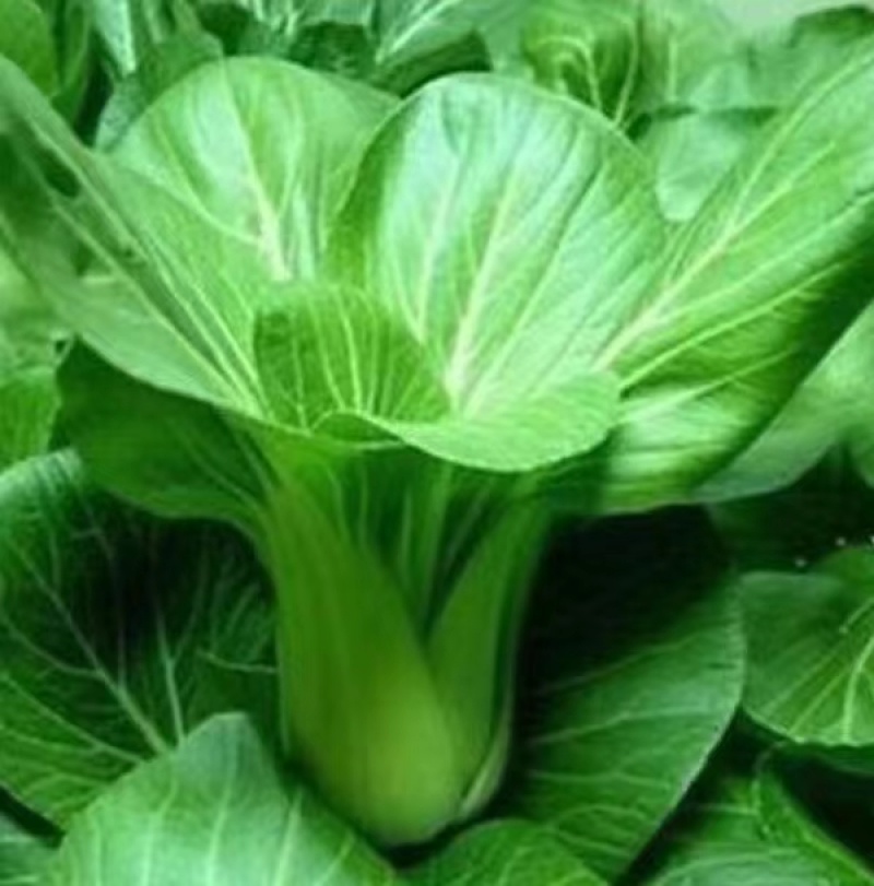 奶香肉肉菜白菜种子生长快品质好抗热耐寒耐肥适应性广