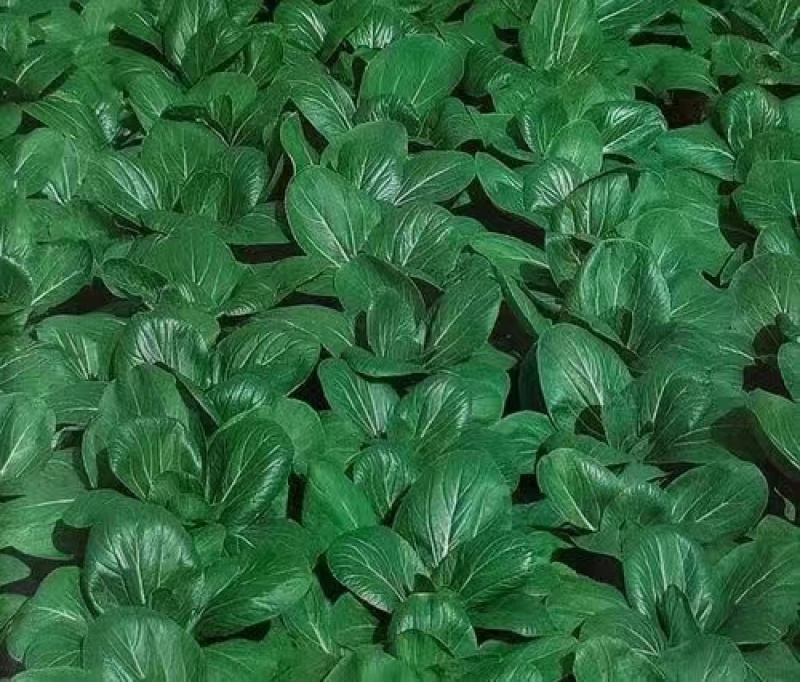 奶香肉肉菜白菜种子生长快品质好抗热耐寒耐肥适应性广
