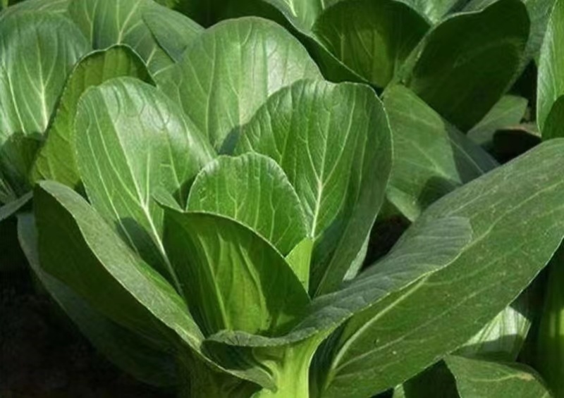 奶香肉肉菜白菜种子生长快品质好抗热耐寒耐肥适应性广