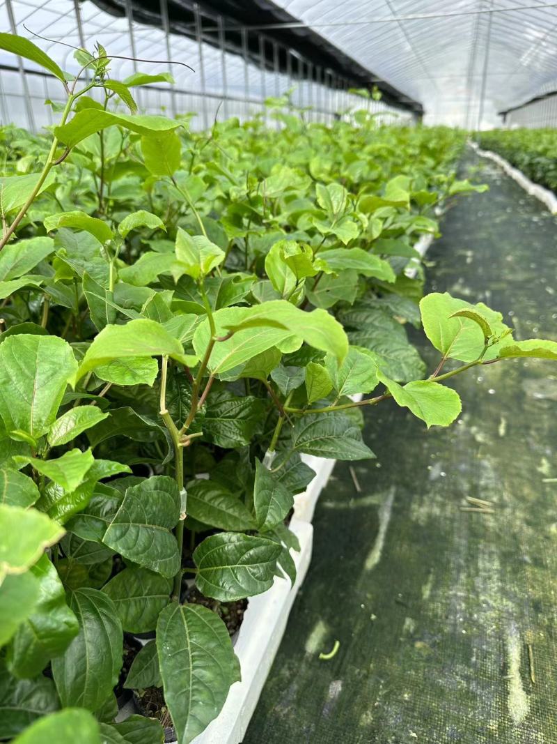 百味百香果苗基地现挖保品种保成活保售后可指