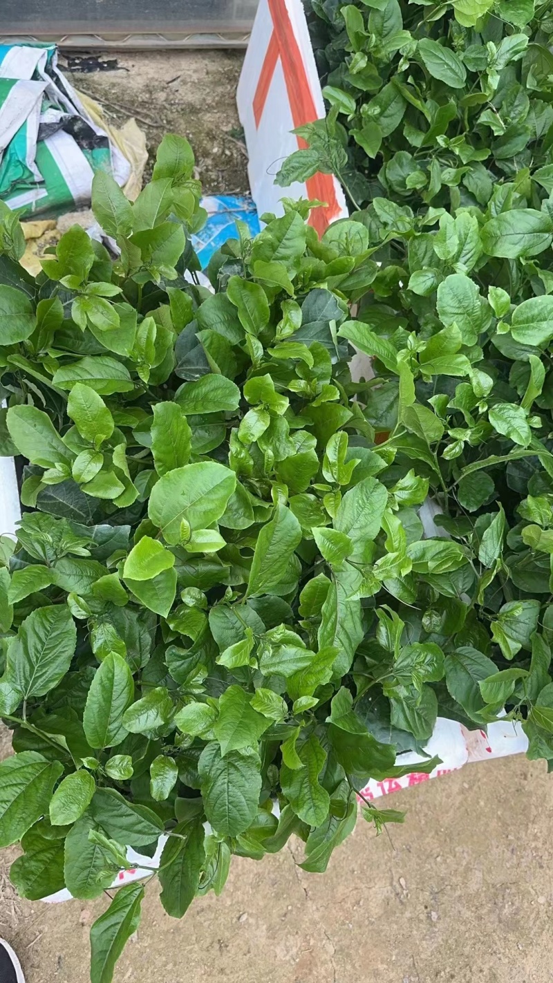 百味百香果苗基地现挖保品种保成活保售后可指