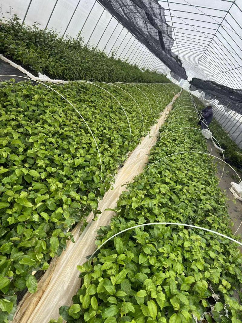 百味百香果苗基地现挖保品种保成活保售后可指