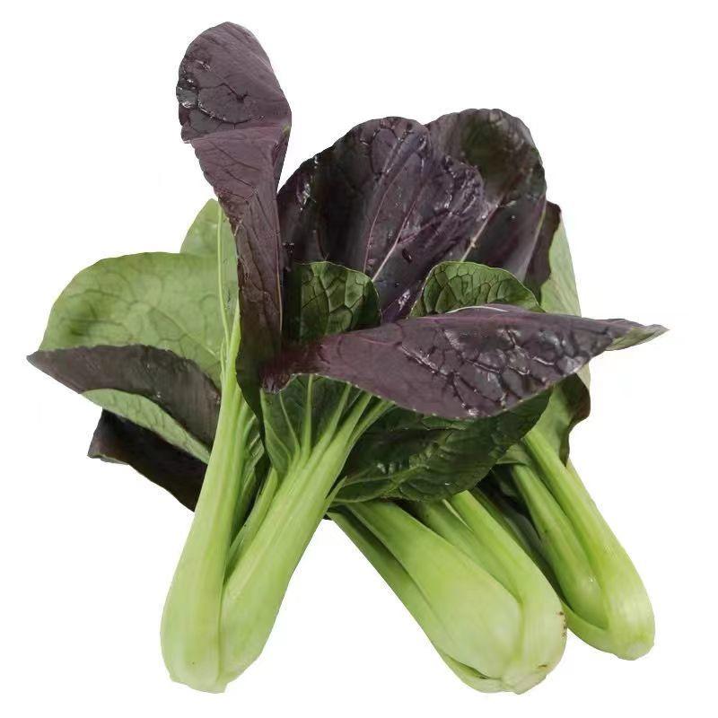 紫玉一号油菜种子抗病高产商品性好生长势强叶片肥厚优质良种