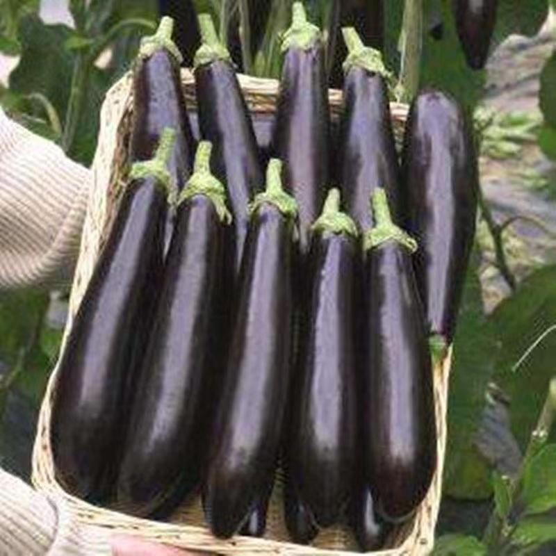 紫墨长茄种子早熟品质细嫩抗逆性强适应性广品质优良