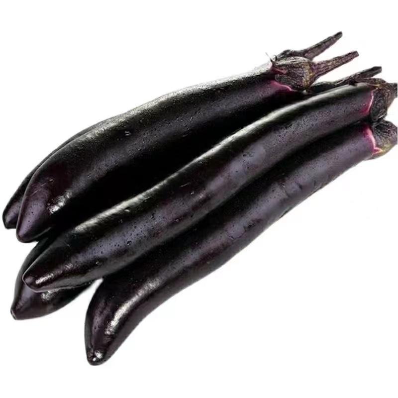 紫墨长茄种子早熟品质细嫩抗逆性强适应性广品质优良
