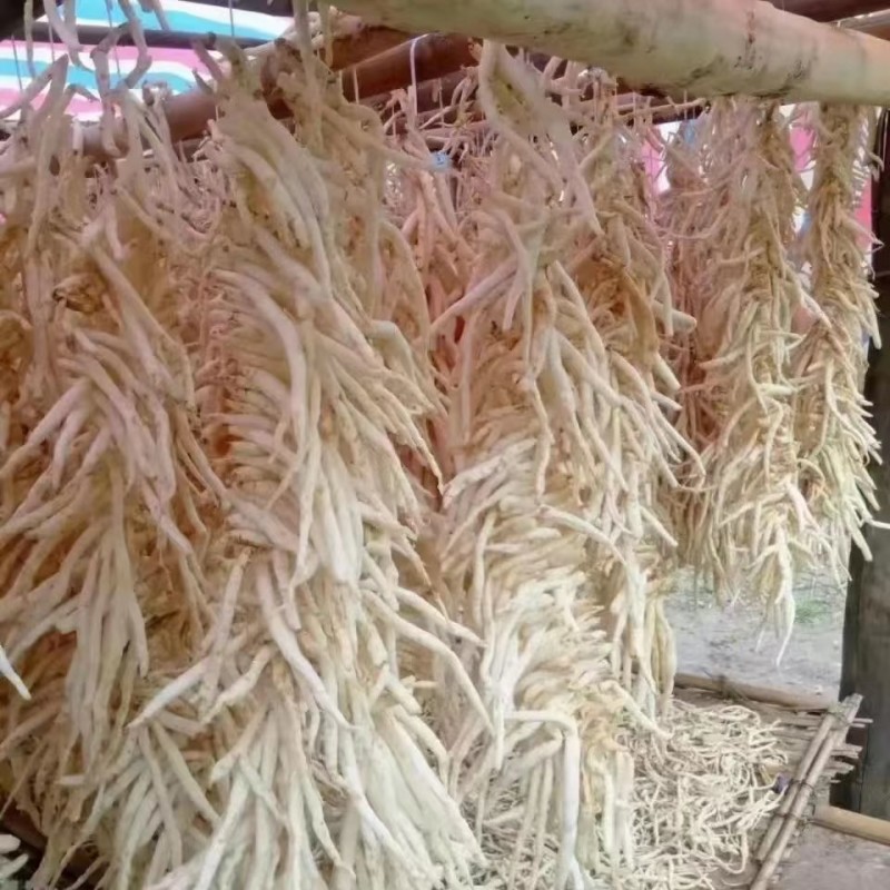 四川精品川明参，南沙参药用价值高价格优惠可大量供货欢迎咨询