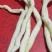 四川精品川明参，南沙参药用价值高价格优惠可大量供货欢迎咨询