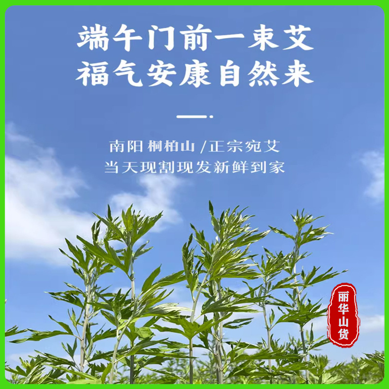 端午节挂门新鲜艾草产地直发可定制包装冷藏发货