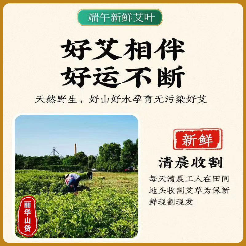 端午节挂门新鲜艾草产地直发可定制包装冷藏发货