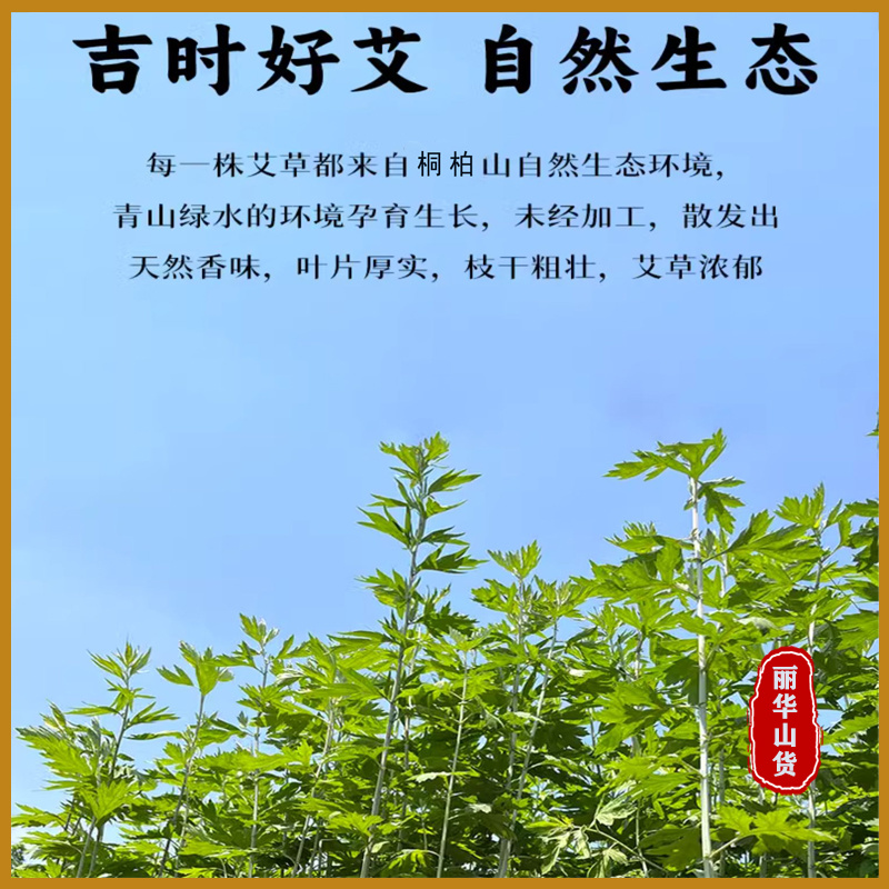 端午节挂门新鲜艾草产地直发可定制包装冷藏发货