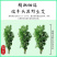 端午节挂门新鲜艾草产地直发可定制包装冷藏发货
