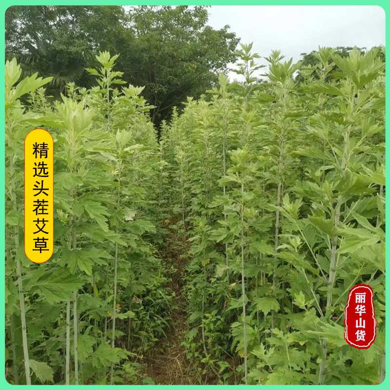 端午节挂门新鲜艾草产地直发可定制包装冷藏发货