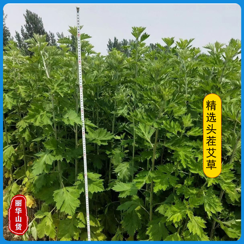 端午节挂门新鲜艾草产地直发可定制包装冷藏发货