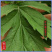 端午节挂门新鲜艾草产地直发可定制包装冷藏发货
