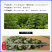 端午节挂门新鲜艾草产地直发可定制包装冷藏发货