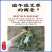 端午节挂门新鲜艾草产地直发可定制包装冷藏发货