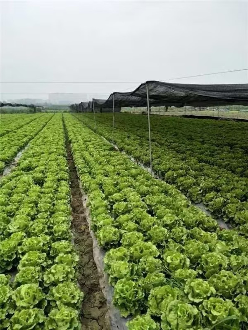 四川产地优选意大利生菜6两~7两新鲜采摘品质高价格优惠