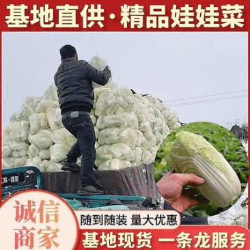《自产自销》大娃娃菜周口娃娃菜规格齐全现货供应中