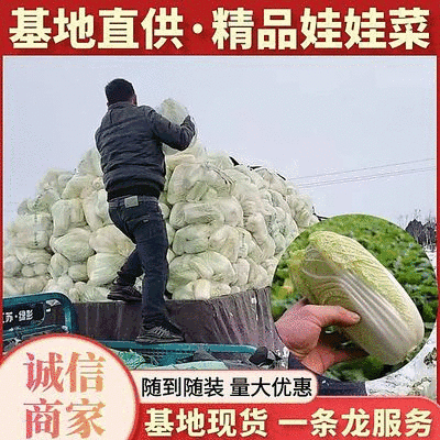 《自产自销》大娃娃菜周口娃娃菜规格齐全现货供应中