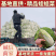 优质娃娃菜品质保证自产自销人工挑选量大优惠欢迎来电