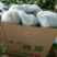 【花菜】陕西汉中精品花菜白花菜花量大从优来电洽谈实力代发
