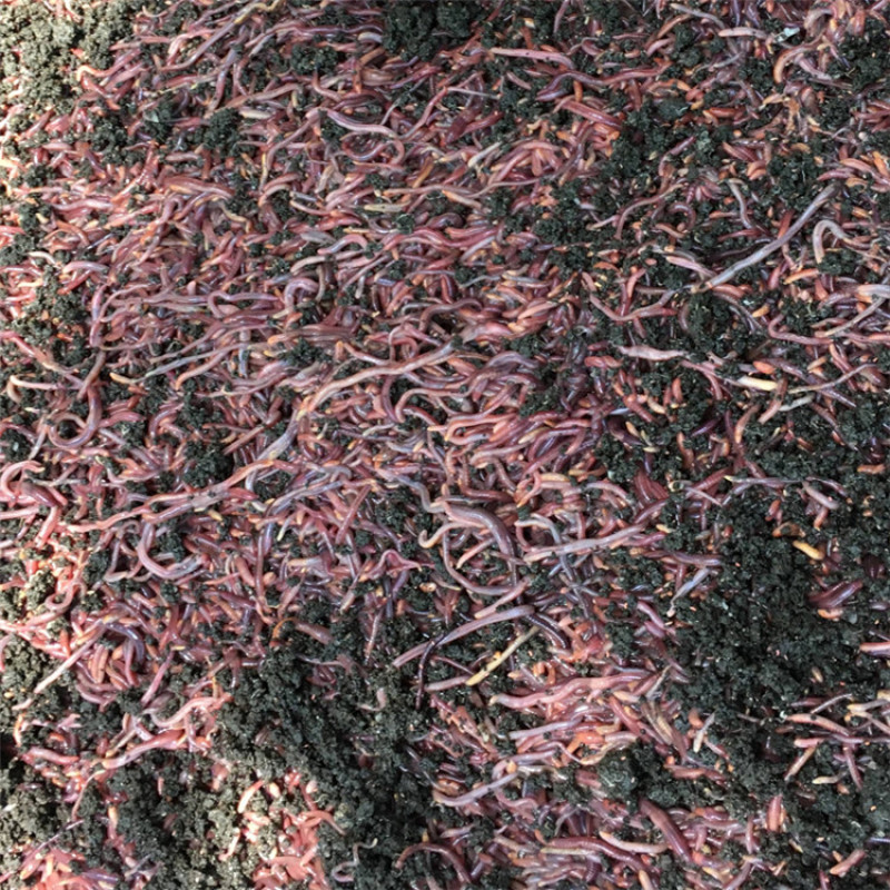 发酵蚯蚓粪粪农业种植果蔬农作物用