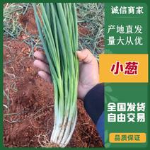 云南省泸西县新鲜小葱，产地直发，量大，现摘现发，