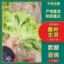 【推荐】山东散叶生菜大量新鲜上市，货源稳定价格公道
